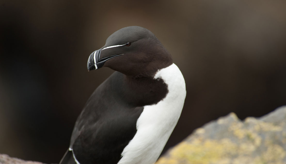 A painting depicting a Great Auk