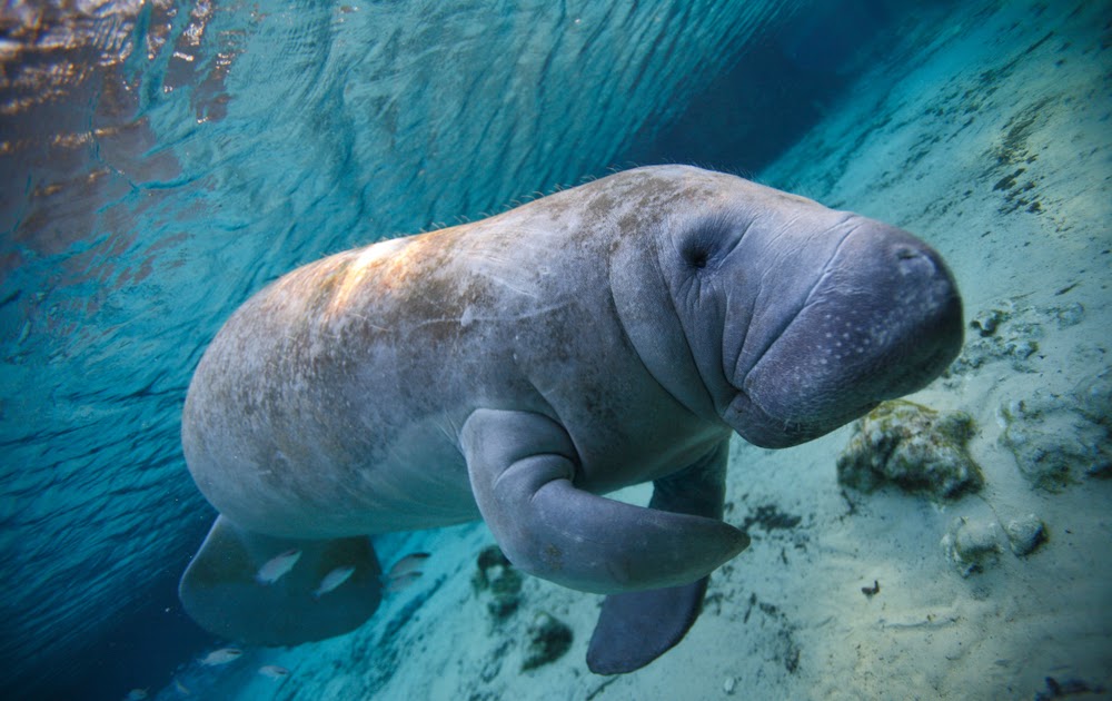 A depiction of Steller's Sea Cow in the wild