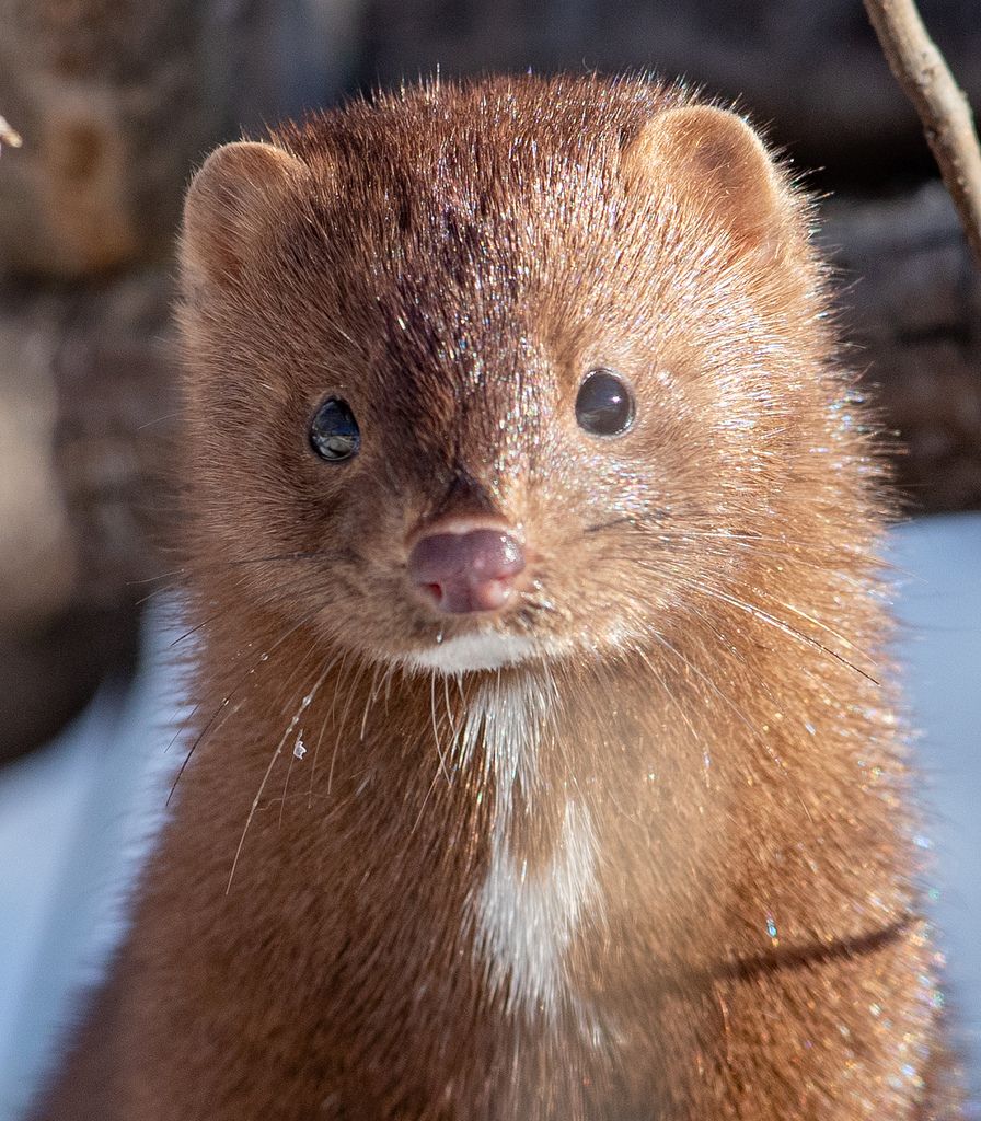 An illustration of the Sea Mink