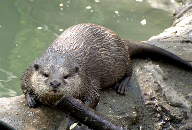 Habitat of the Sea Mink