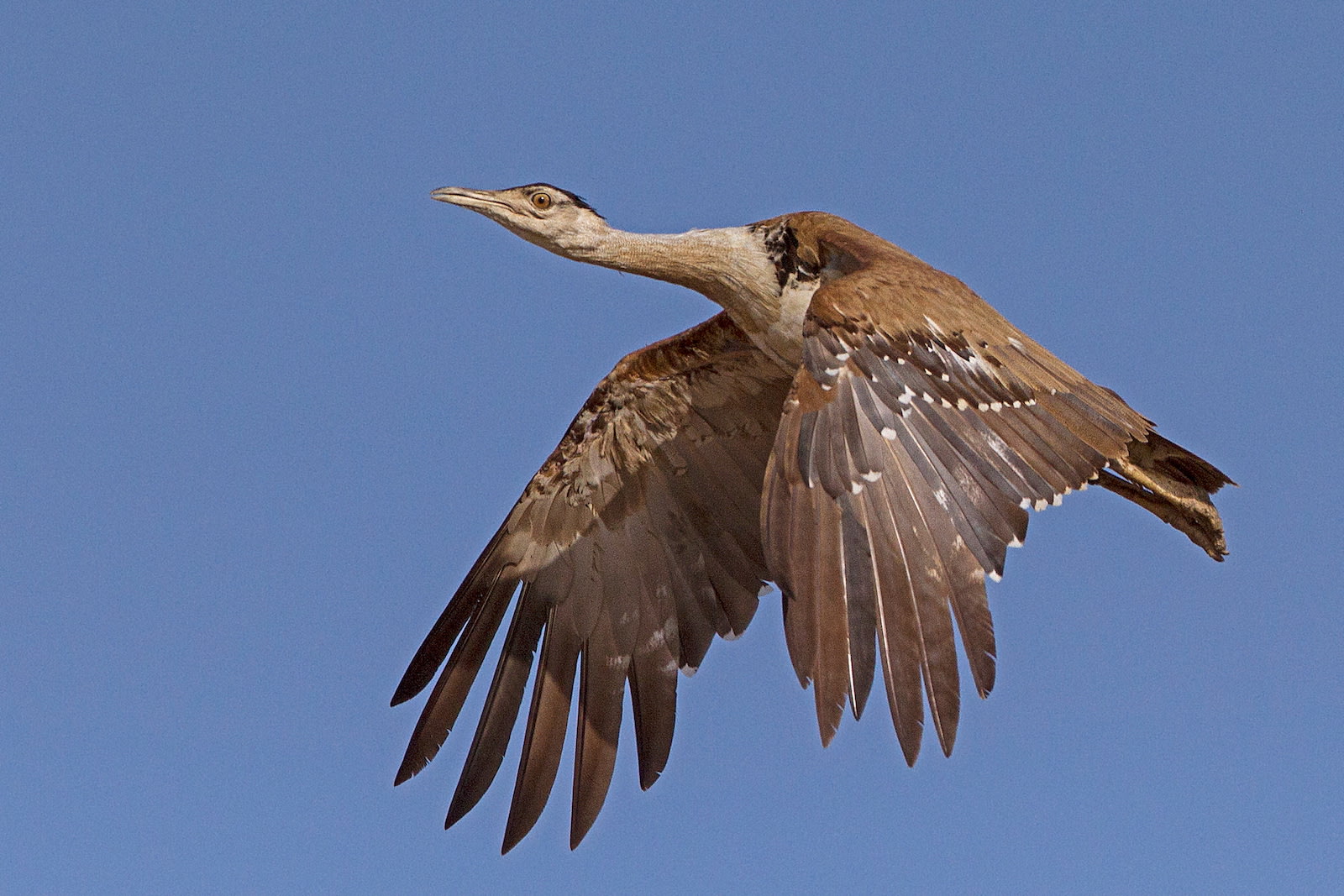 Great Indian Bustard in the wild