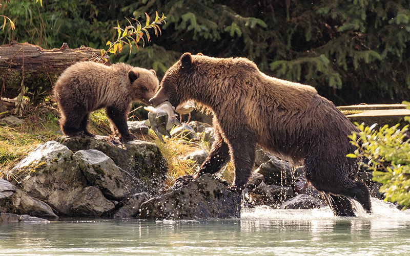 Grizzly Bear in the wild