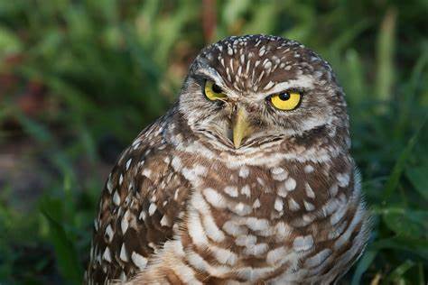 Burrowing Owl in its habitat