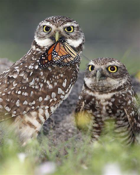 Burrowing Owl perched on a fence post