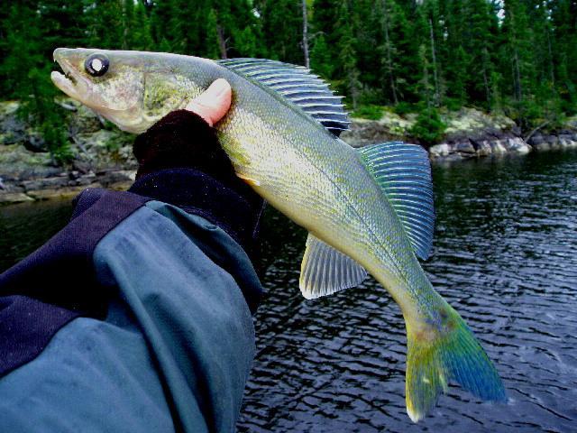 Blue Walleye Illustration