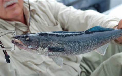 Blue Walleye in Water