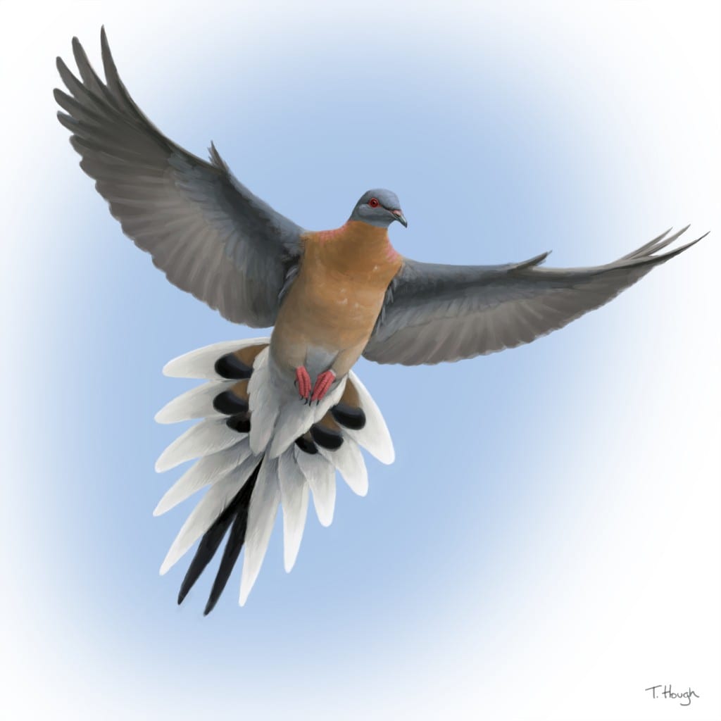 Passenger Pigeon Illustration